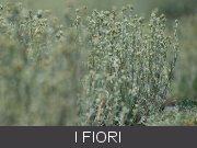 fiori