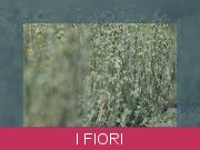 fiori